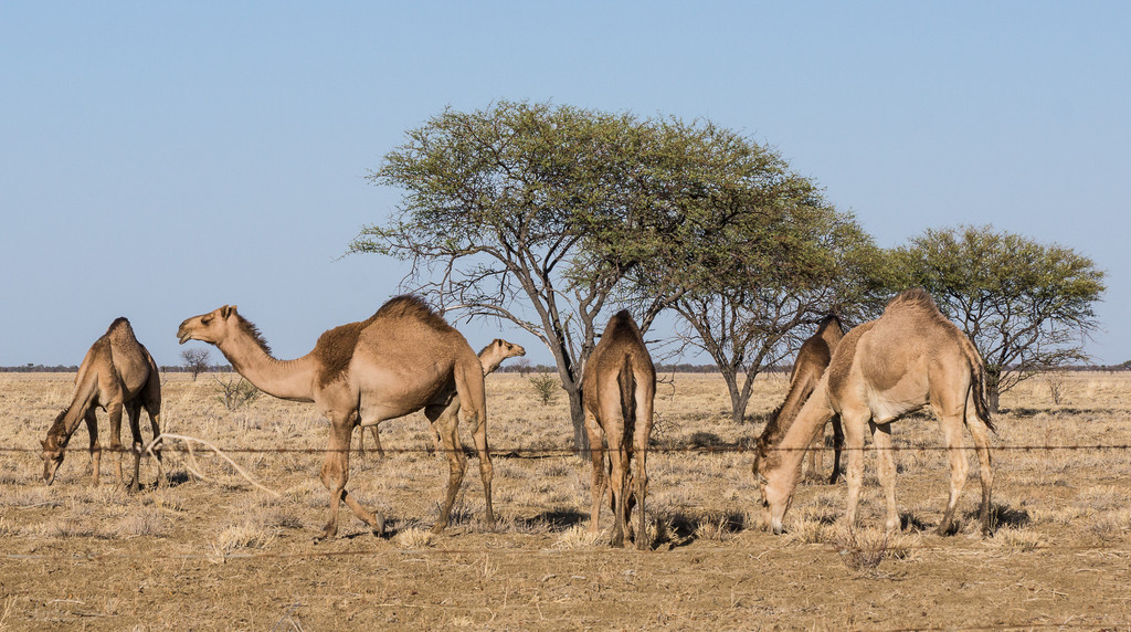 Camels in the outback by bella_ss