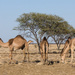 Camels in the outback by bella_ss