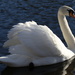 Gracious Swan by bizziebeeme
