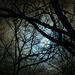 January Full 'Wolf' Moon by peggysirk