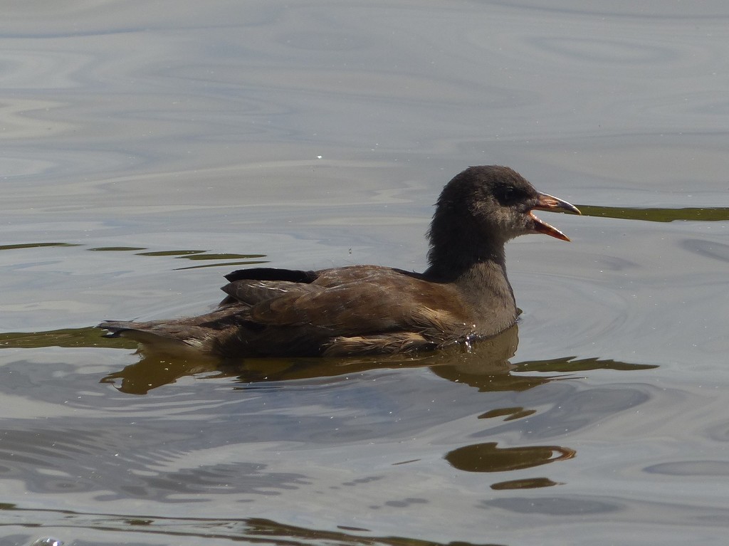 A  Noisy Young Moorhen  by susiemc