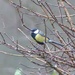  Great Tit  by susiemc