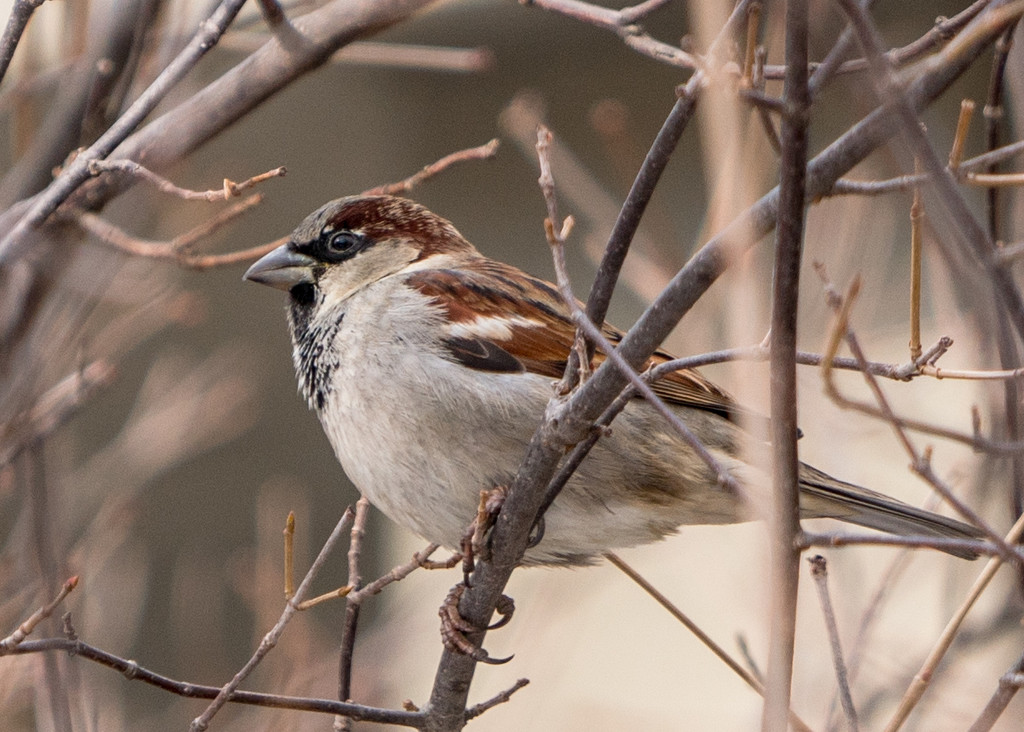 House Sparrow Sideview by rminer