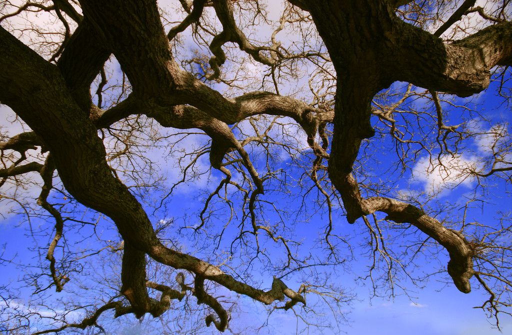 Branches from below by davidrobinson