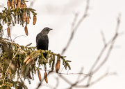 24th Jan 2016 - American Crow and Pinecones
