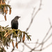 American Crow and Pinecones by rminer