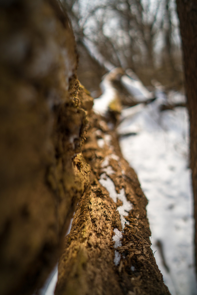 Tree in the snow by rminer