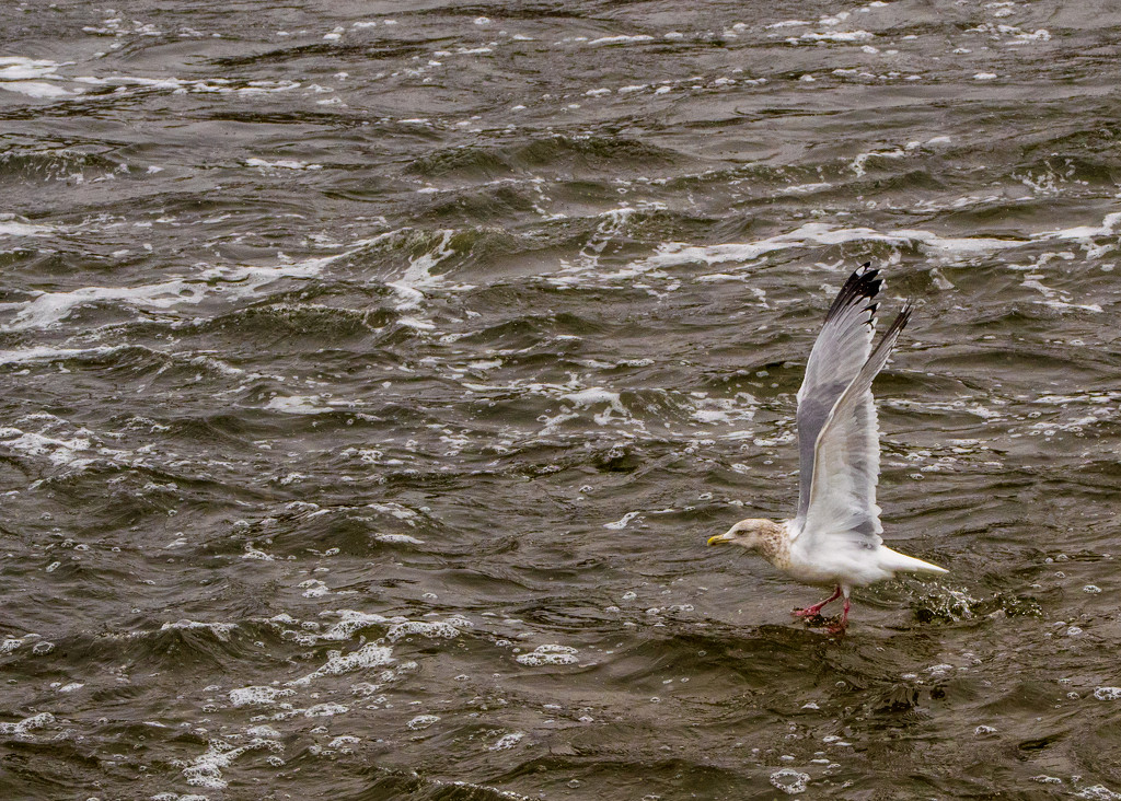 Herring Gull Wading by rminer