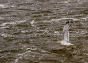 20th Jan 2016 - Herring Gull Wading