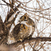 great horned owl by aecasey