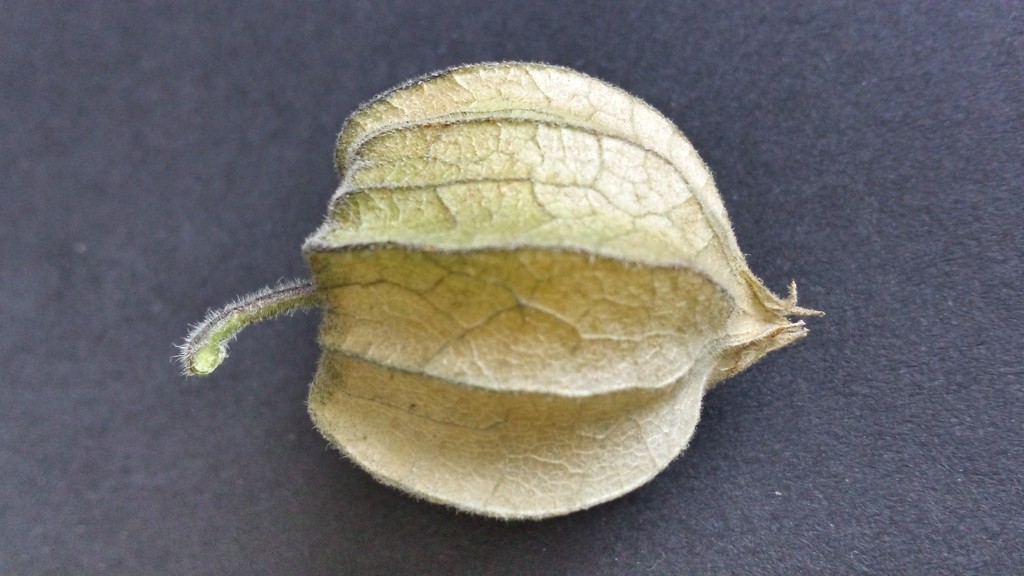 Physalis by m2016