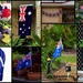 Australia Day Today 26th. by happysnaps