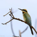 Rainbow bee-eater by flyrobin
