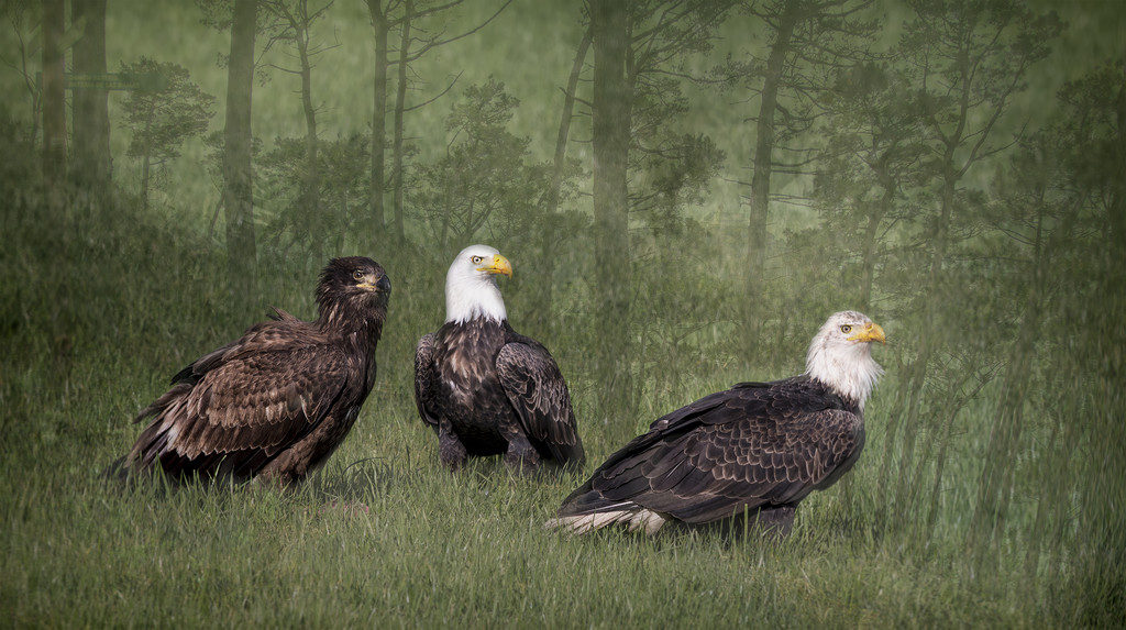 Eagle Family by jgpittenger
