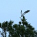 Our First Ever Sighting of a White-Tailed Kite by markandlinda