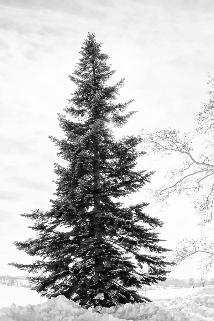 Winter Pine by digitalrn