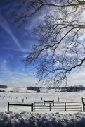 25th Jan 2016 - Snowy Pastures