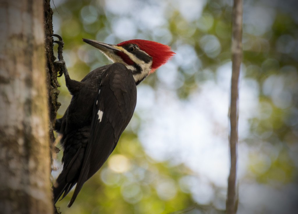 Pileated Woodpecker by rickster549