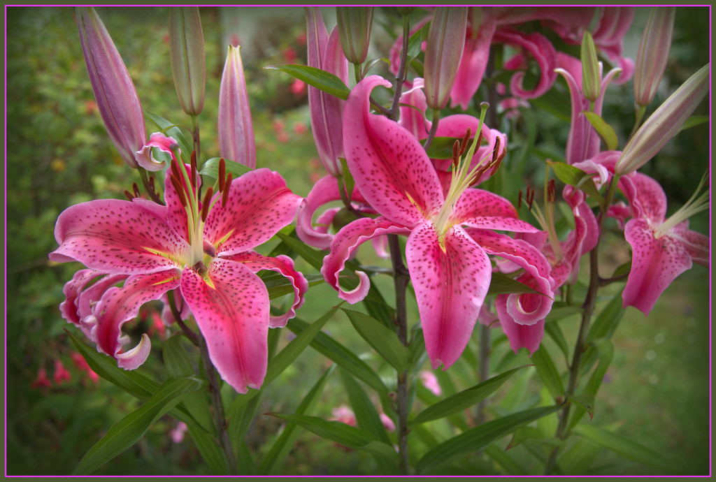 Lily by dide