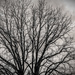 just a nice bare tree against the sky by jackies365