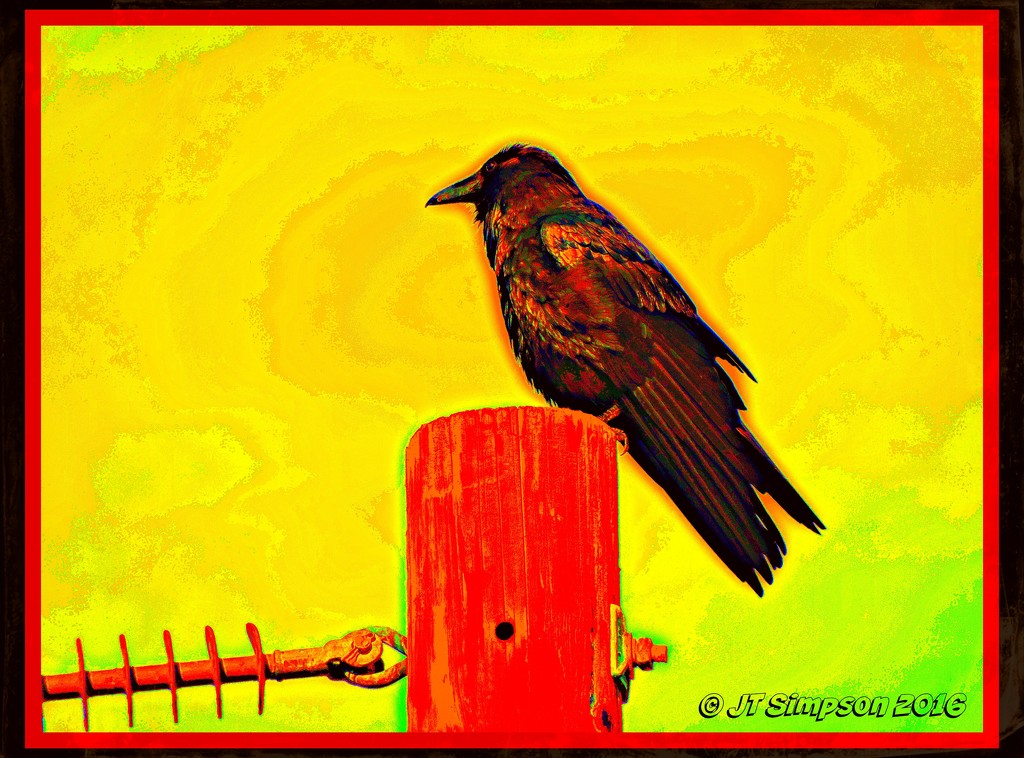 Polarizing Crow. by soylentgreenpics