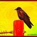Polarizing Crow. by soylentgreenpics