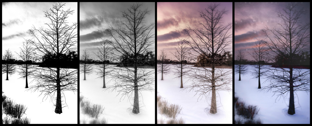 Four Triads of Trees by taffy