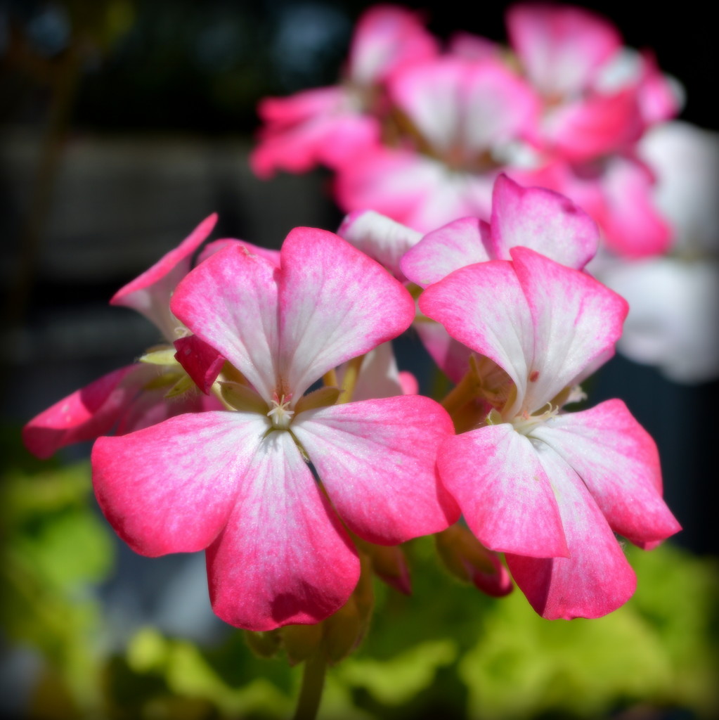 Geranium/Pelargonium by nickspicsnz