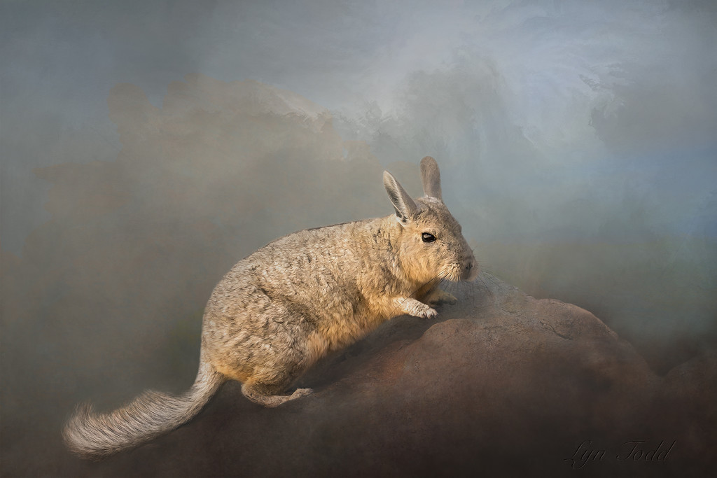 viscacha revisited by ltodd