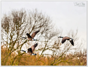 26th Jan 2016 - Canada Geese In Flight