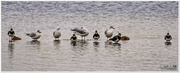 26th Jan 2016 - Lapwings And Gulls