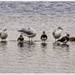 Lapwings And Gulls by carolmw