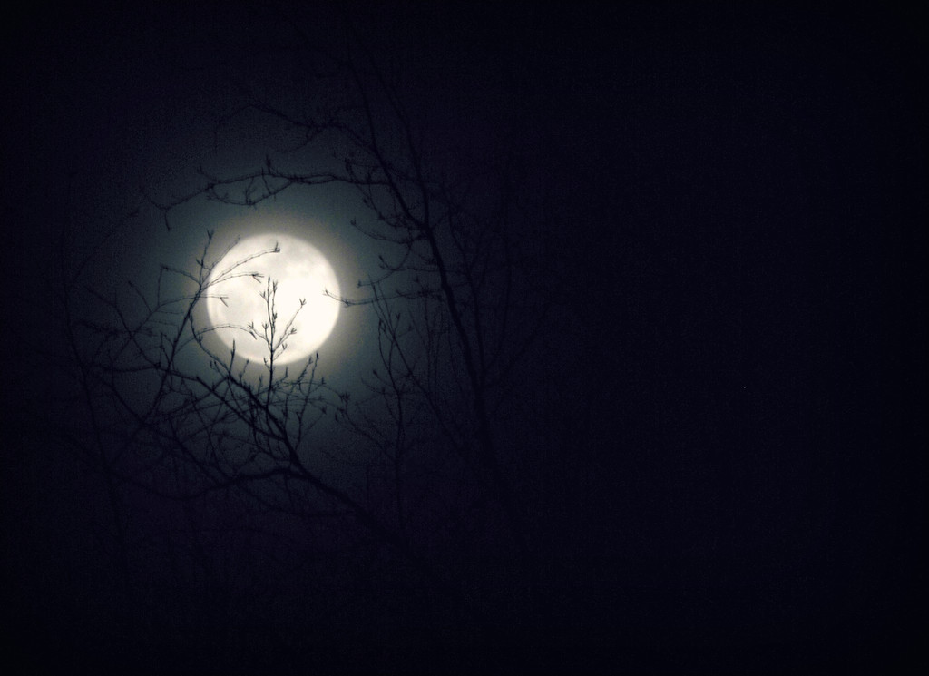 All Tangled Up in the Moon by alophoto