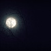All Tangled Up in the Moon by alophoto