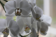26th Jan 2016 - Orchid