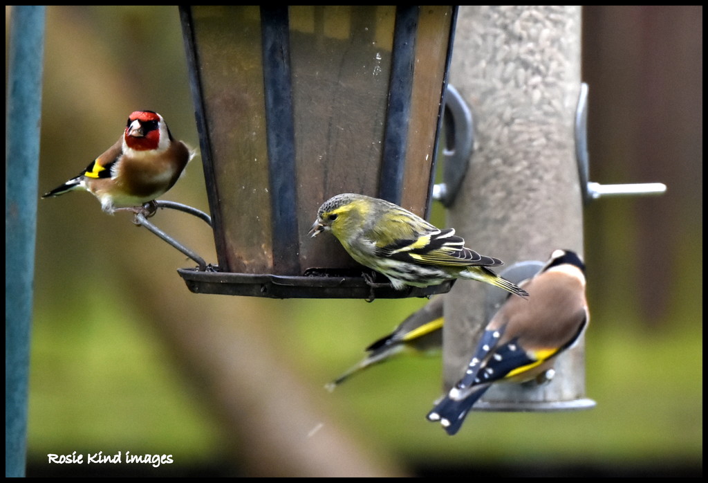 Siskin enjoying himself with the goldfinches by rosiekind