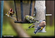 26th Jan 2016 - Siskin enjoying himself with the goldfinches