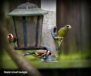 26th Jan 2016 - Greenfinch joining the goldfinches