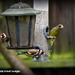 Greenfinch joining the goldfinches by rosiekind
