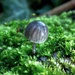 Tiny toadstool by julienne1