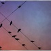 Birds on Wires by pixelchix