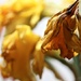 Dying Daffs by daffodill