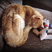 Cozy kitty and his pound puppy by homeschoolmom