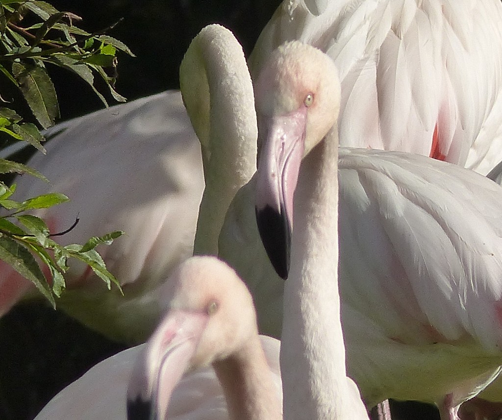 Flamingos  by susiemc
