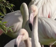 18th Dec 2015 - Flamingos 