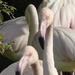 Flamingos  by susiemc