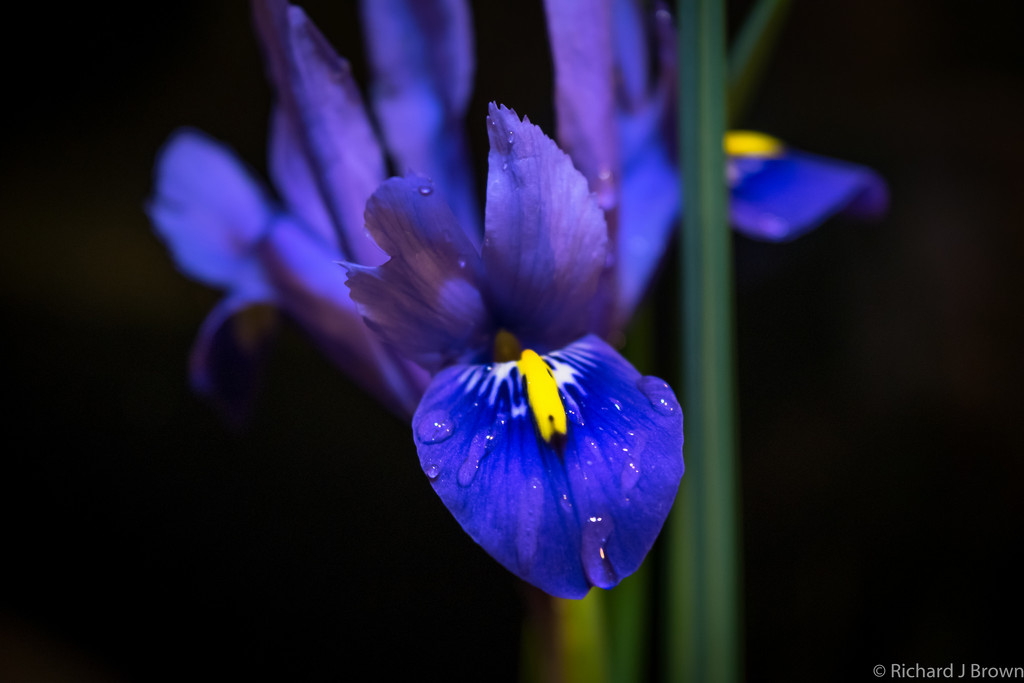 Minature Iris ( iris cristata )  by rjb71
