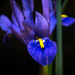 Minature Iris ( iris cristata )  by rjb71