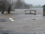 26th Jan 2016 -  Swans on a Flooded Lake 1