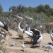 Pelicans by sugarmuser